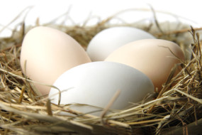 Eiernest mit weissen Eiern