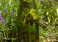 Basilikum-Öl sorbitfrei