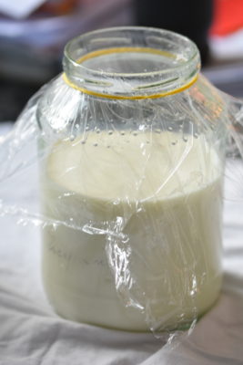 Kefirknollen in Milch angesetzt